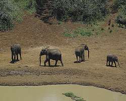 Mount Kenya's lower mountain area is found filled Mount Kenya's lower mountain area is found filled with some wild animals such as antelopes, porcupines, tree hyrax, elephants, hyenas, monkeys, and ev